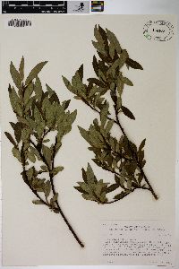 Salix planifolia image