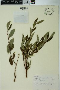 Salix planifolia image