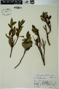 Salix planifolia image