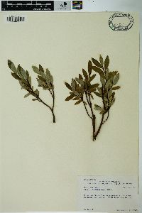 Salix planifolia image