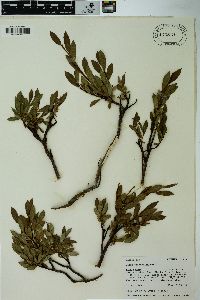 Salix planifolia image