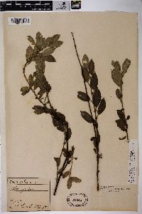 Salix nigricans image