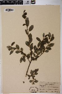 Salix nigricans image