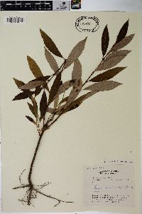 Salix scouleriana image