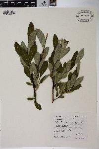 Salix scouleriana image