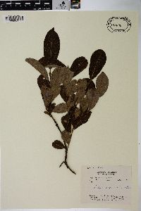 Salix scouleriana image