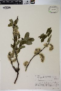 Salix scouleriana image