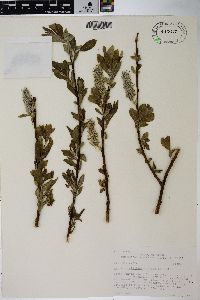 Salix scouleriana image