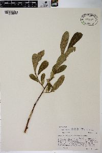 Salix scouleriana image