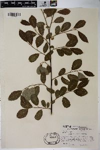 Salix scouleriana image