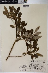 Salix scouleriana image