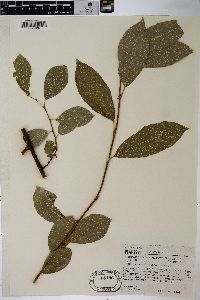 Salix scouleriana image