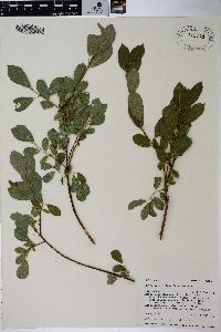 Salix scouleriana image