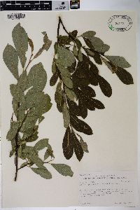 Salix scouleriana image