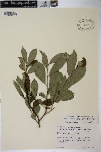 Salix scouleriana image