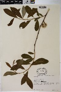 Salix scouleriana image