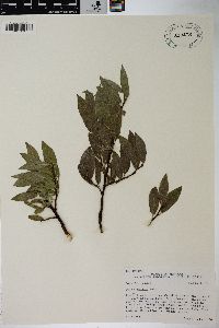 Salix wolfii image