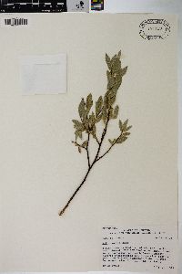 Salix wolfii image