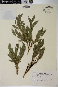 Salix wolfii image