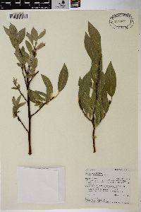 Salix wolfii image