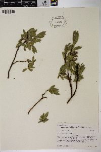 Salix wolfii image