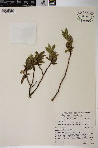 Salix wolfii var. idahoensis image