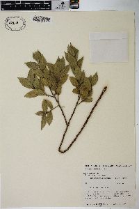 Salix cordata image