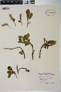 Salix chamissonis image