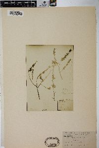 Salix cana image