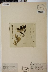 Salix coactilis image