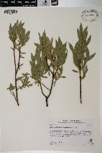 Salix wolfii var. idahoensis image