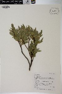 Salix wolfii image