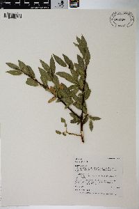 Salix wolfii image