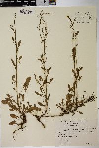 Rumex acetosella subsp. acetosella image