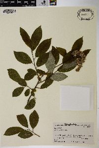 Salix caprea image