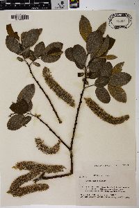 Salix caprea image