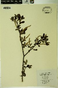 Salix dunnii image