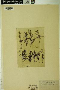 Salix desertorum image