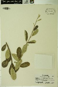 Salix delnortensis image