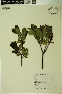 Salix tweedyi image
