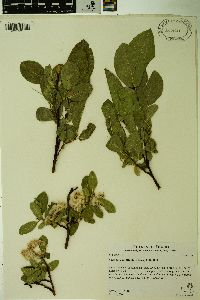 Salix tweedyi image