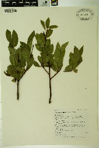 Salix tweedyi image