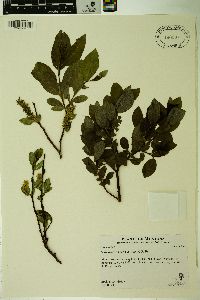 Salix tweedyi image