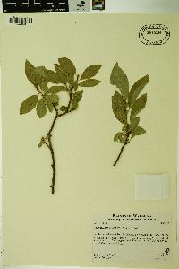 Salix tweedyi image