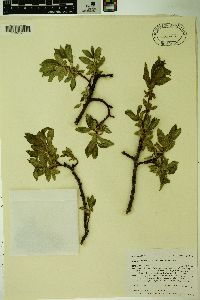 Salix tweedyi image