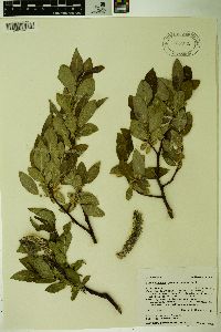 Salix tweedyi image