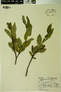 Salix tweedyi image