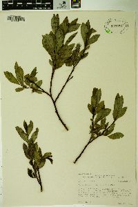 Salix tweedyi image