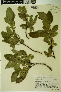 Salix tweedyi image