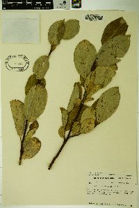 Salix tweedyi image